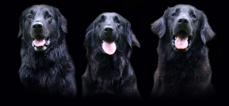 dogs