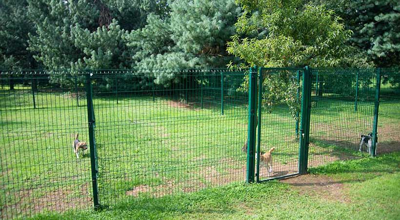 Little Dog - Boarding Kennel