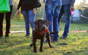 Gallery image - Little Dog Kennels and Cattery