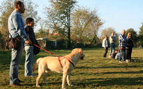 Gallery photo 93 - Little Dog Kennels and Cattery