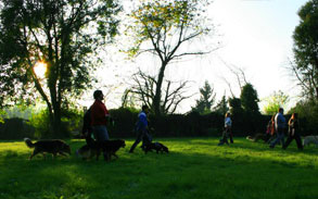 Gallery image - Little Dog Kennels and Cattery