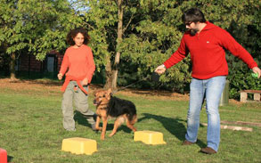 Gallery image - Little Dog Kennels and Cattery