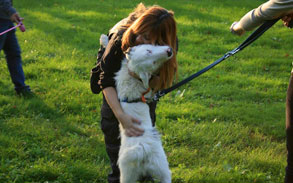 Gallery image - Little Dog Kennels and Cattery