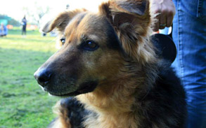 Gallery photo 84 - Little Dog Kennels and Cattery