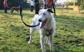 Gallery image - Little Dog Kennels and Cattery