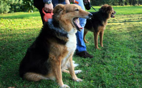 Gallery photo 86 - Little Dog Kennels and Cattery