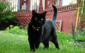 Gallery image 19, Little Dog Boarding Cattery