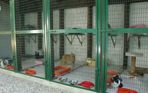 Gallery photo 8 - Little Dog Kennels and Cattery