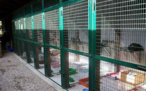 Gallery photo 65 - Little Dog Kennels and Cattery