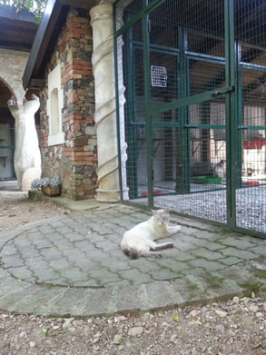 Gallery photo 68 - Little Dog Kennels and Cattery