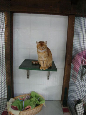 Gallery image 16, Little Dog Boarding Cattery