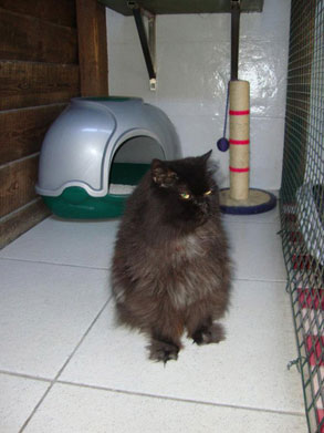 Gallery photo 81 - Little Dog Kennels and Cattery