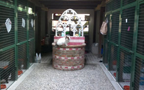 Gattile estivo-giardino interno