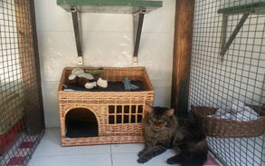 Gallery image 9, Little Dog Boarding Cattery