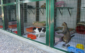 Gallery image 13, Little Dog Boarding Cattery