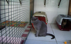 Gallery image 14, Little Dog Boarding Cattery