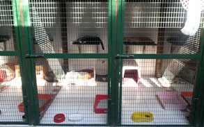 Gallery photo 78 - Little Dog Kennels and Cattery