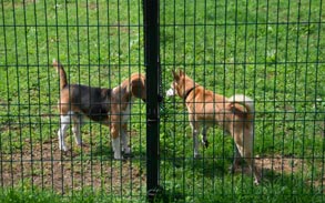 Gallery image - Little Dog Boarding Kennels