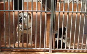 Alloggi cani piccola taglia- cortiletti esterni