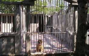 Gallery image - Little Dog Boarding Kennels