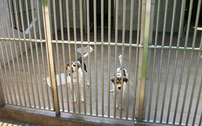 Gallery image - Little Dog Boarding Kennels