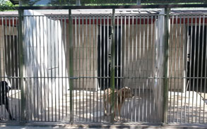 Gallery image - Little Dog Kennels 33