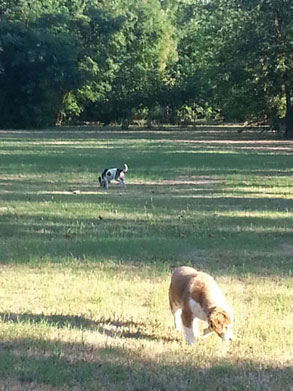 Gallery photo 36 - Little Dog Kennels and Cattery