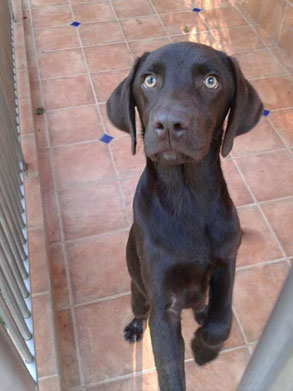 Gallery image - Little Dog Boarding Kennels